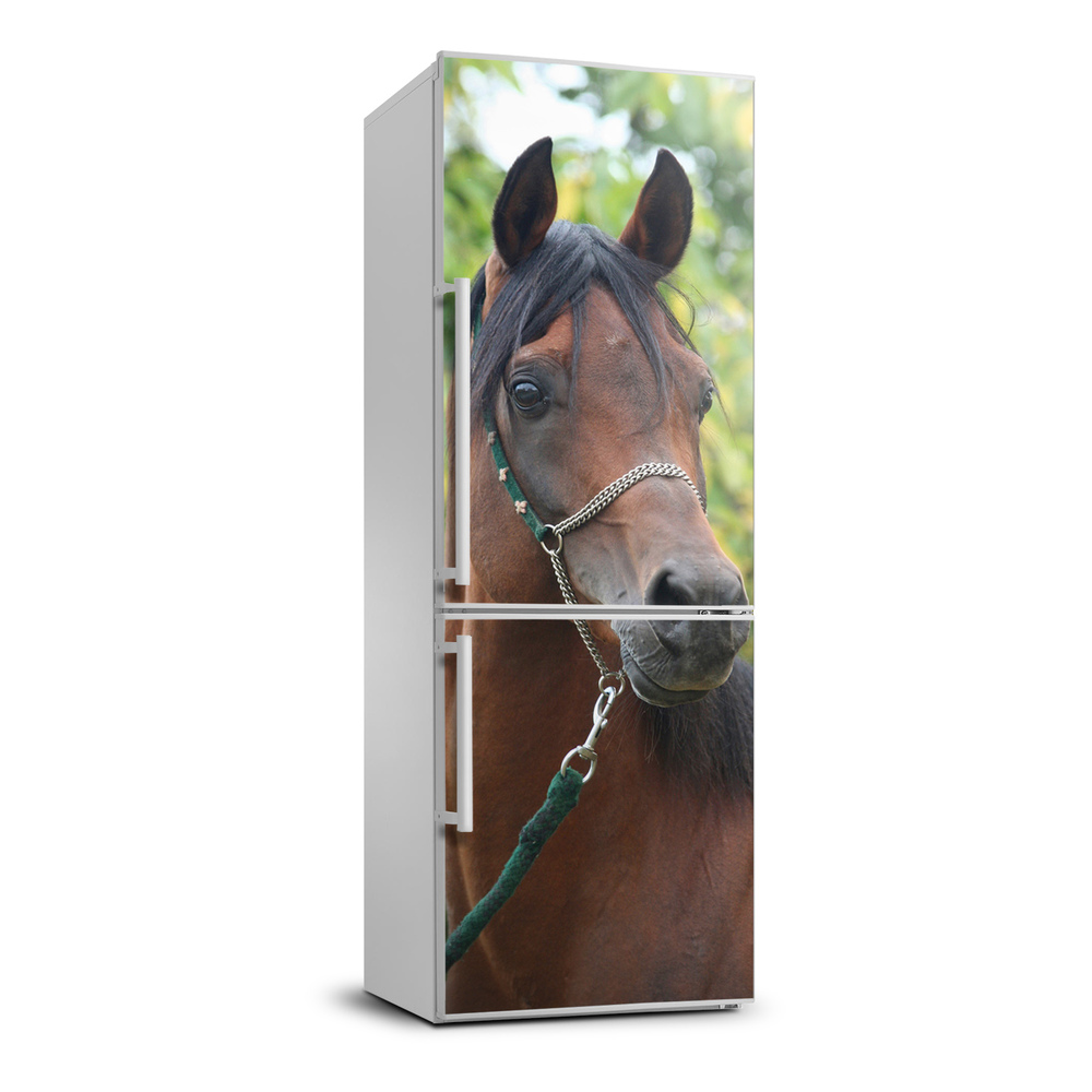 Hűtő matrica Portré egy ló