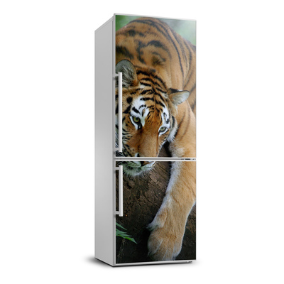 Matrica hűtőre Tiger a fán