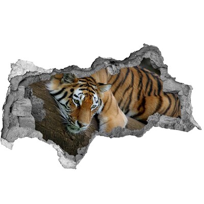 3d lyuk fal dekoráció Tigris természetes élőhelyén