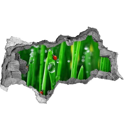 3d-s lyukat fali matrica Katicabogarak a füvön