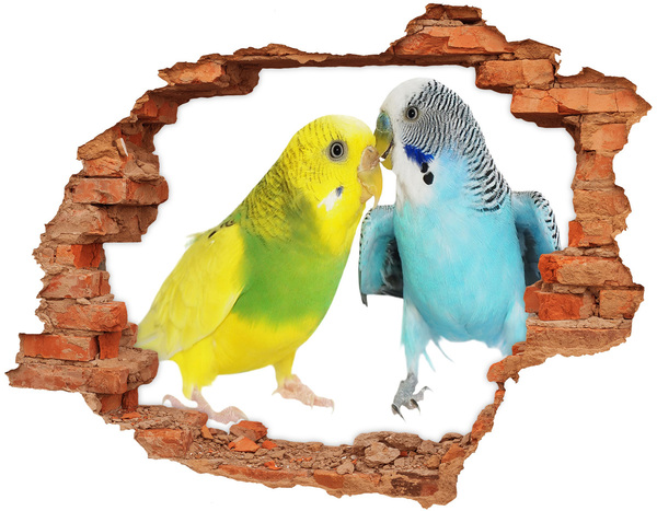 3d-s lyukat fali matrica Budgies