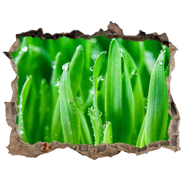 Fali matrica lyuk a falban Zöld rét vízcseppekkel