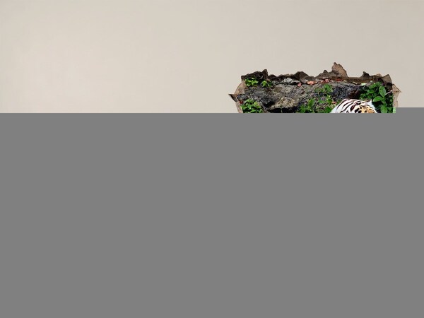 Fali matrica lyuk a falban Tigris természetes élőhelyén