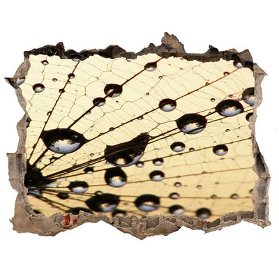 Lyuk 3d fali matrica Vízcseppek egy pillangó szárnyán