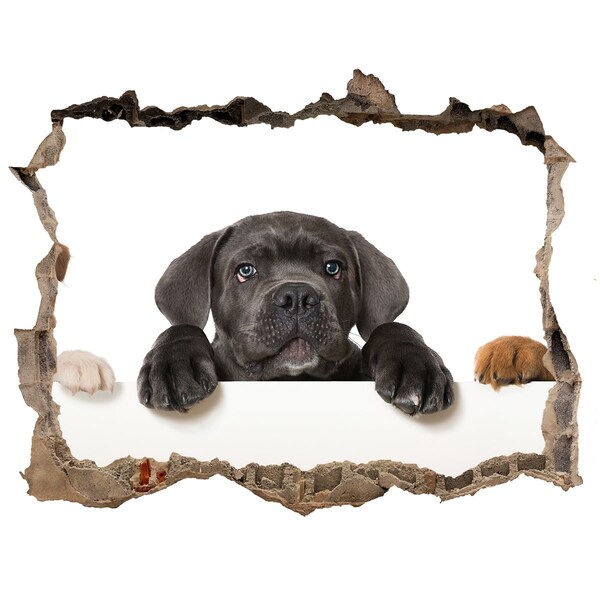 3d-s lyuk vizuális effektusok matrica Édes kiskutya a fal mögül