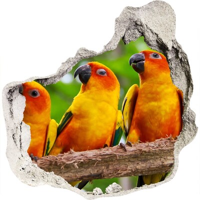 3d-s lyuk vizuális effektusok matrica Papagájok, elágazik