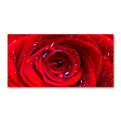 Akrilkép Rózsa virág