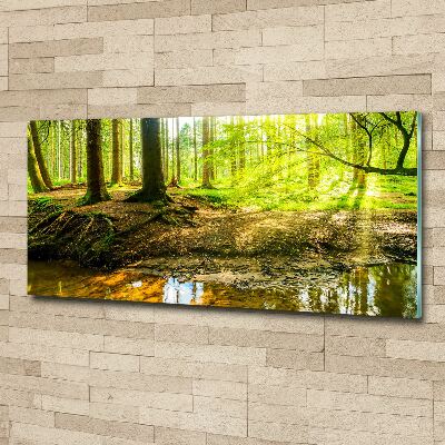 Akril üveg kép Napsugarak erdő