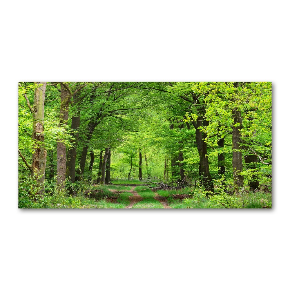 Akril üveg kép Tavaszi erdő