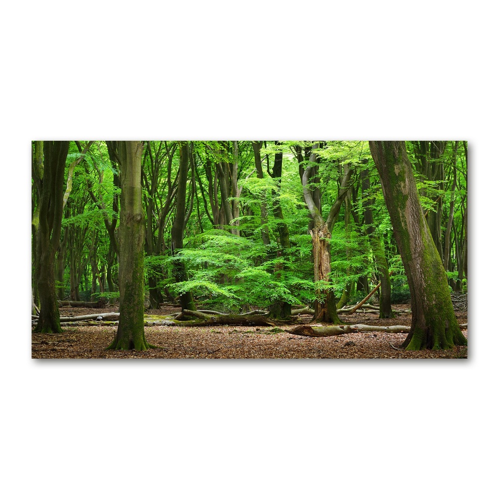 Akril üveg kép Holland erdő