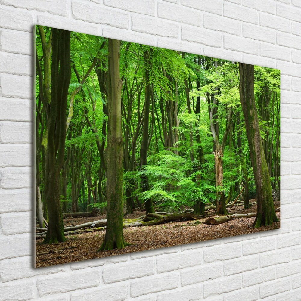 Akril üveg kép Holland erdő