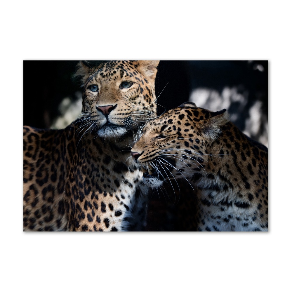 Akrilkép Két leopárd