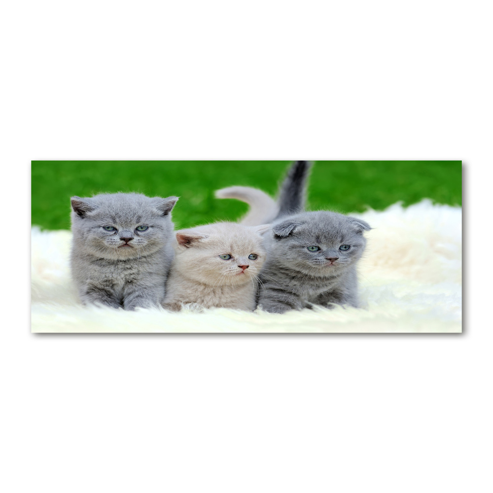 Akrilkép Három macskát egy takaró