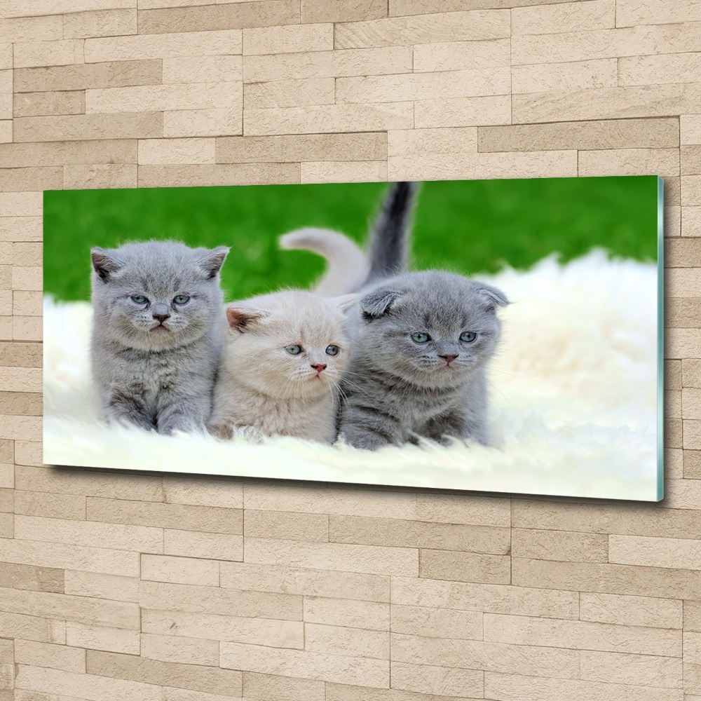 Akrilkép Három macskát egy takaró