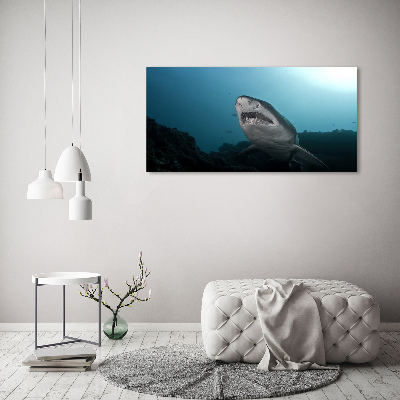 Akrilkép Nagy cápa