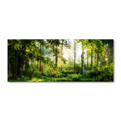 Akril üveg kép A reggeli nap erdő