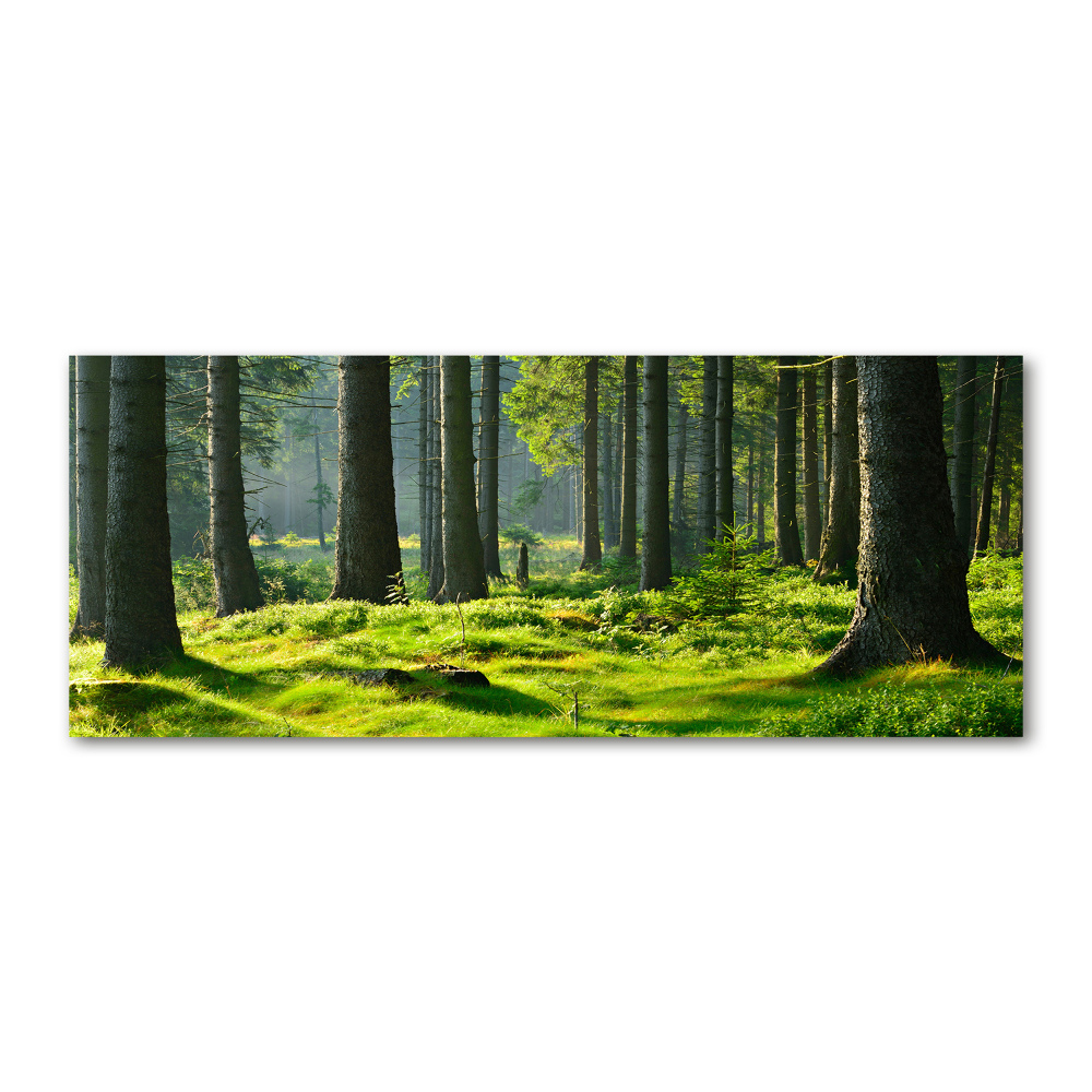 Akril üveg kép Lucfenyőerdő