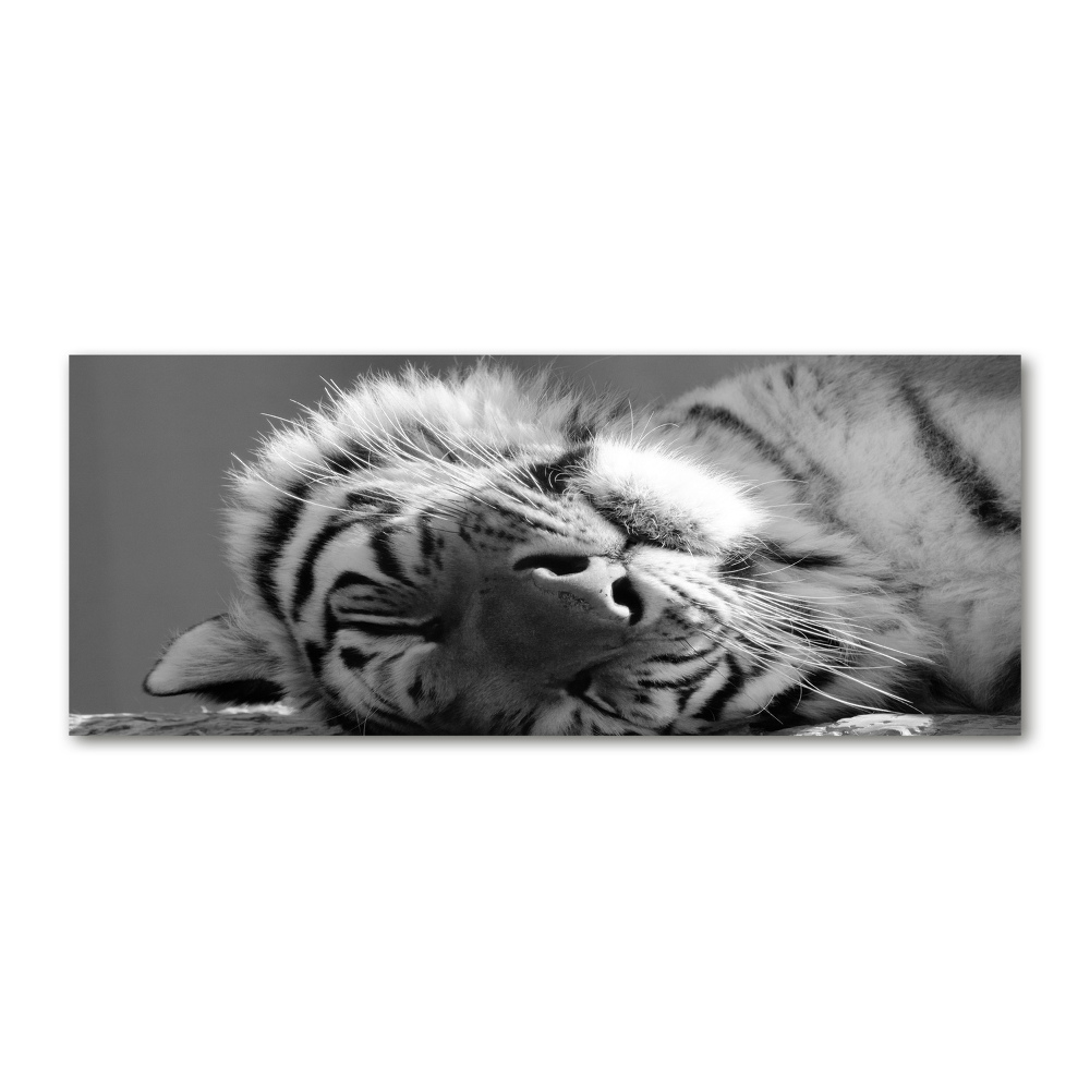 Akrilkép Alvó tigris