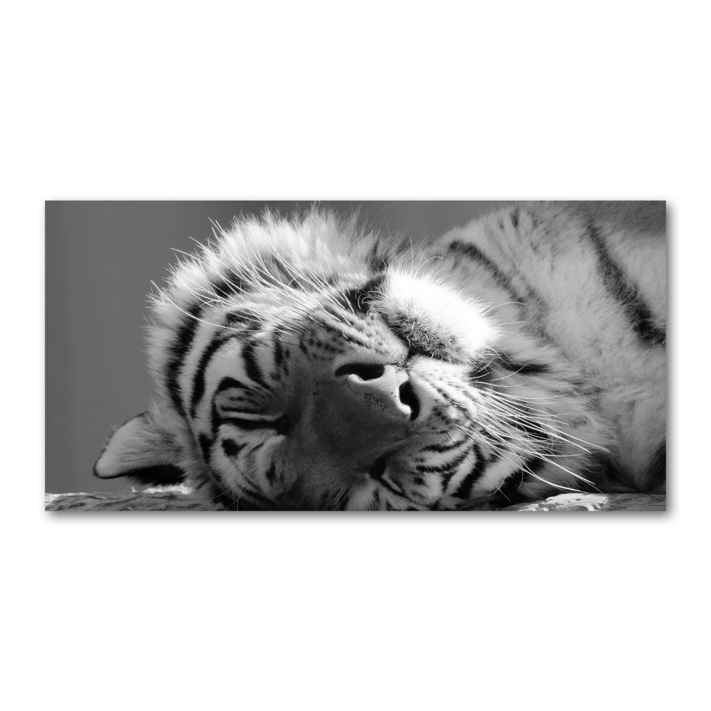 Akrilkép Alvó tigris
