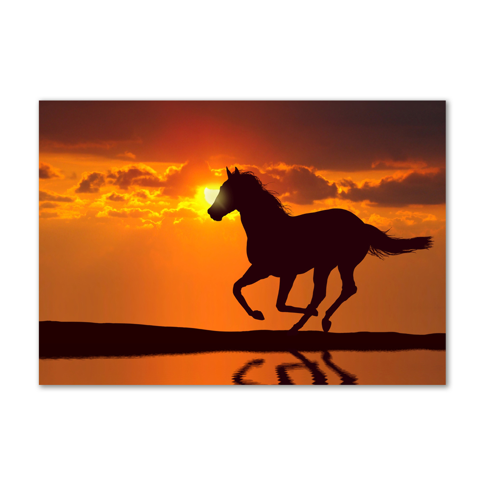 Akrilkép Ló naplemente
