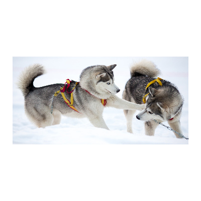Akrilkép Husky tél