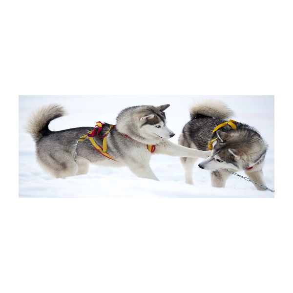 Akrilkép Husky tél