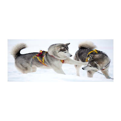 Akrilkép Husky tél