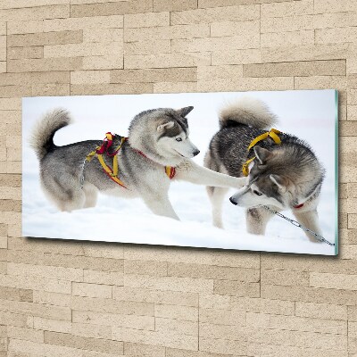 Akrilkép Husky tél