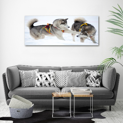 Akrilkép Husky tél