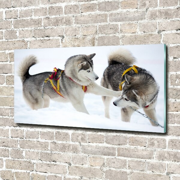 Akrilkép Husky tél