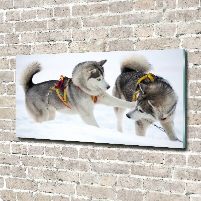 Akrilkép Husky tél