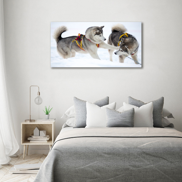 Akrilkép Husky tél