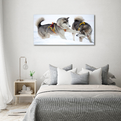 Akrilkép Husky tél