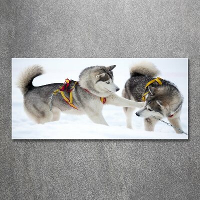 Akrilkép Husky tél