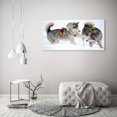 Akrilkép Husky tél