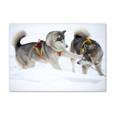 Akrilkép Husky tél