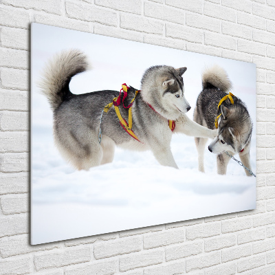 Akrilkép Husky tél