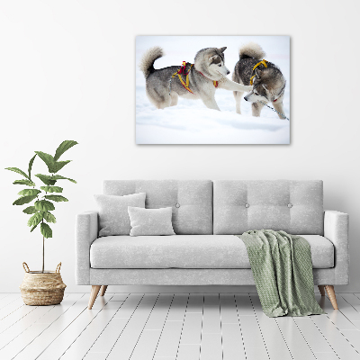 Akrilkép Husky tél