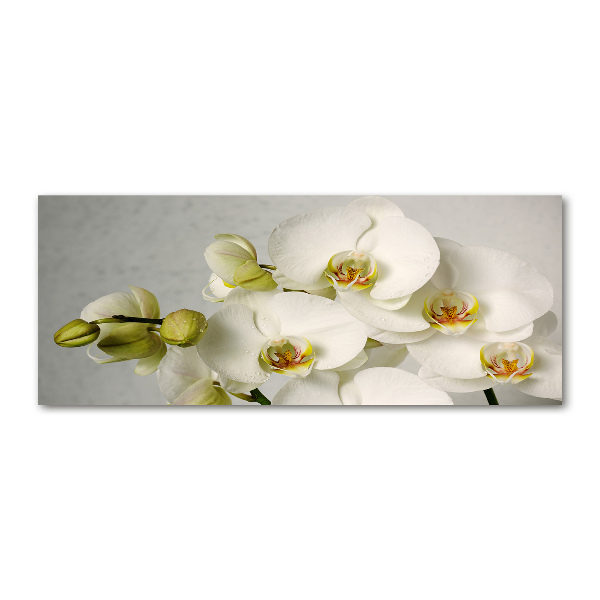 Akrilkép Fehér orchidea
