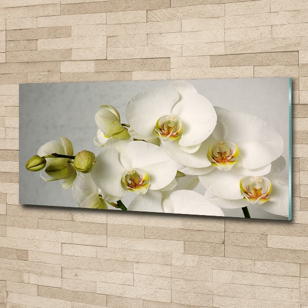 Akrilkép Fehér orchidea