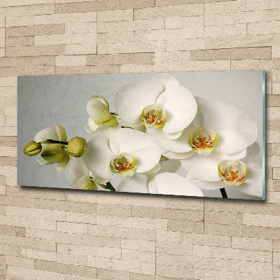 Akrilkép Fehér orchidea