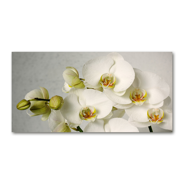 Akrilkép Fehér orchidea