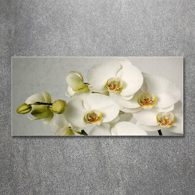 Akrilkép Fehér orchidea