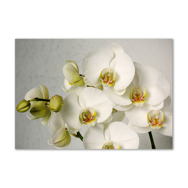 Akrilkép Fehér orchidea