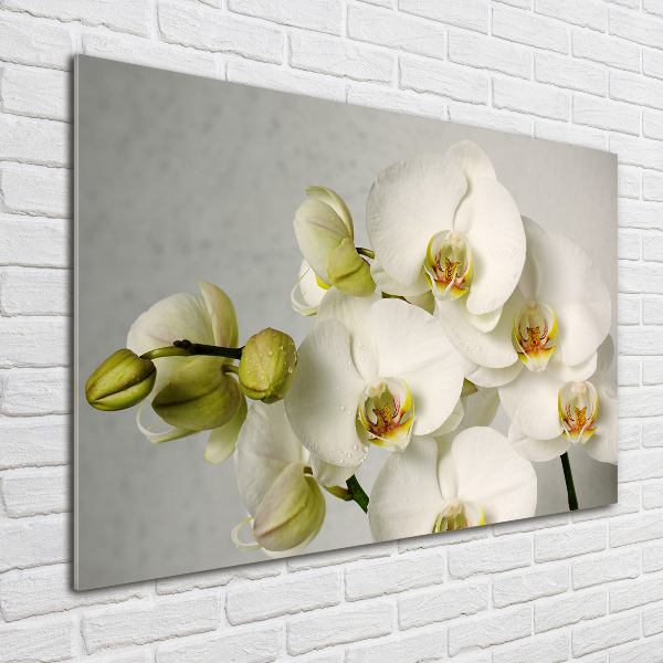 Akrilkép Fehér orchidea