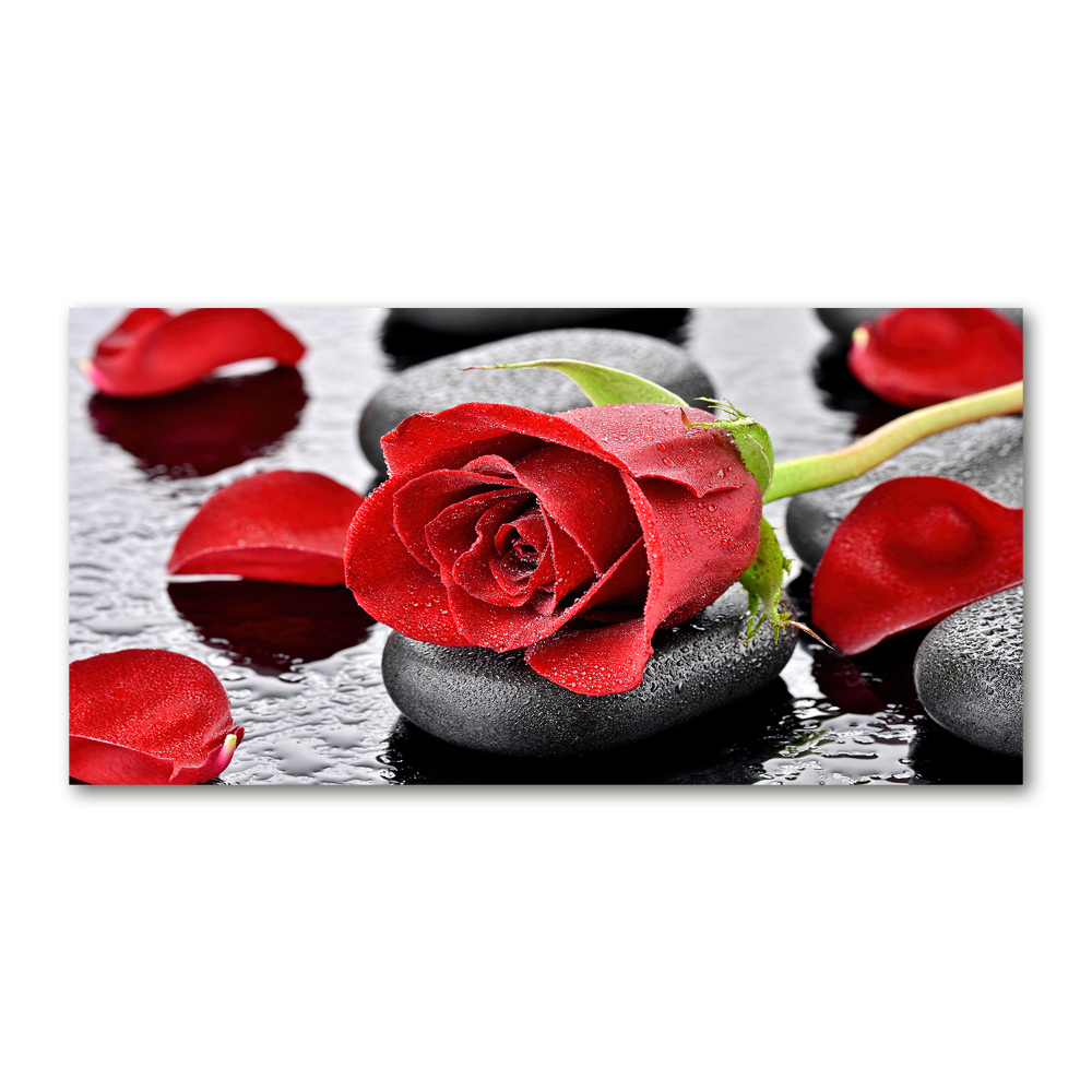 Akrilkép Vörös rózsa