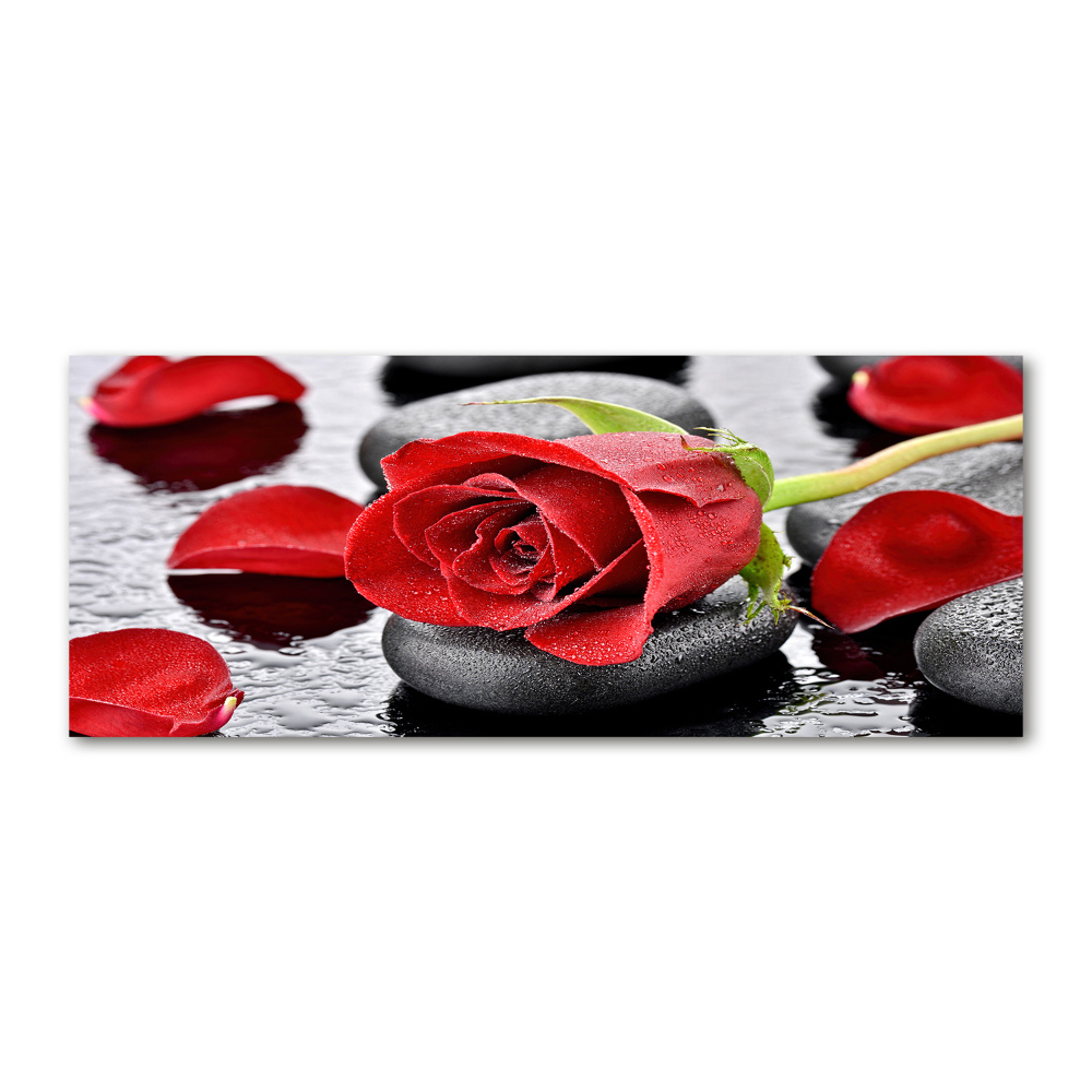 Akrilkép Vörös rózsa