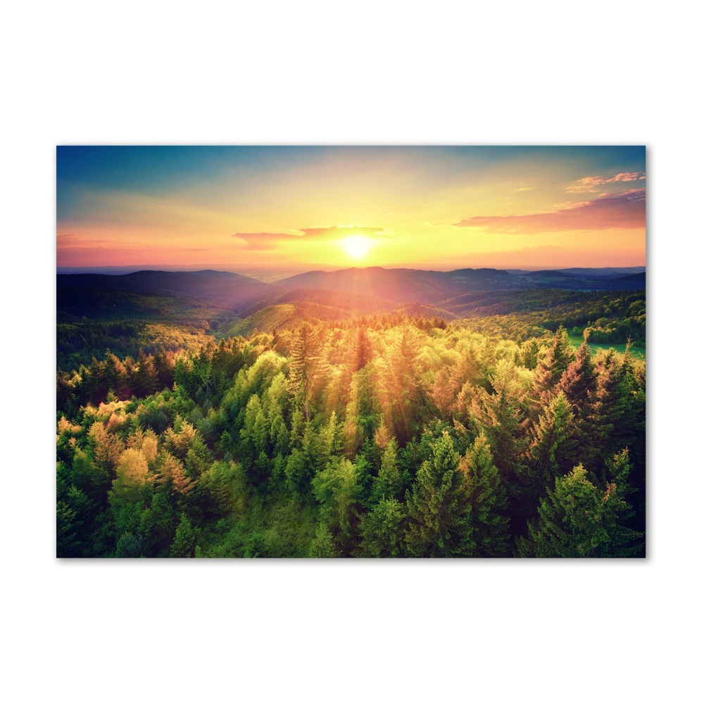 Akril üveg kép Forest naplemente
