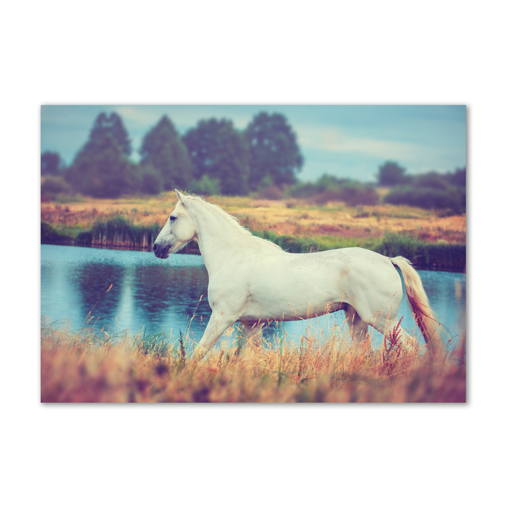 Akrilkép White horse-tó