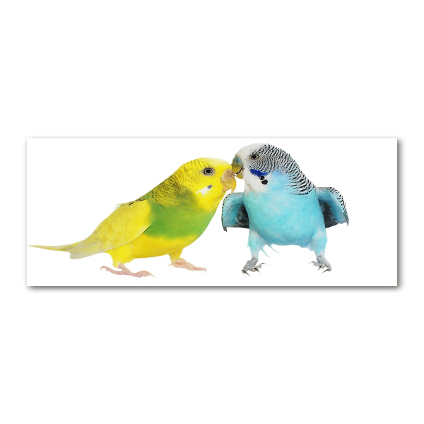 Akrilkép Budgies